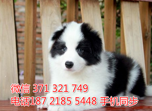  特惠边境牧羊犬纯种幼犬出售 支持上门支持空运汽运胤