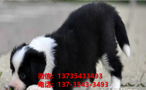 临汾宠物狗狗犬舍 狗市场在哪卖狗附近出售纯种边牧幼犬