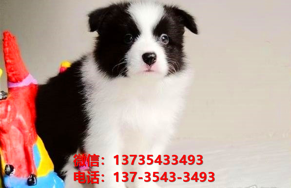 青岛宠物狗狗犬舍出售纯种边牧幼犬边境牧羊犬在哪里卖狗买狗