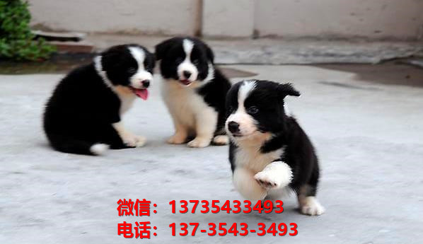 武汉宠物狗狗犬舍出售纯种边牧幼犬边境牧羊犬在哪里卖狗买狗