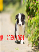 郑州哪里卖边牧 郑州边牧犬舍 郑州黑色边牧多