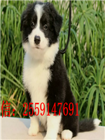 郑州哪里卖边牧 郑州边牧犬舍 郑州黑色边牧多少钱 郑州咖啡色边牧出售 郑州陨石边牧出售