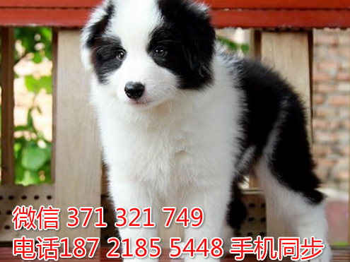  特惠边境牧羊犬纯种幼犬出售 支持上门支持空运汽运伎