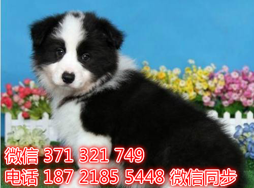 宠物狗狗边境全国可以发货 犬舍繁殖 包健康菜