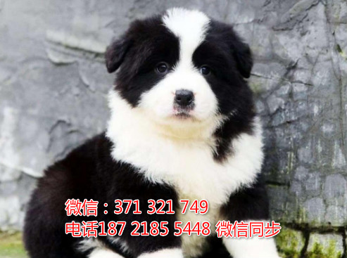 宠物市场 哪里有宠物边境牧羊犬，精品小型中型