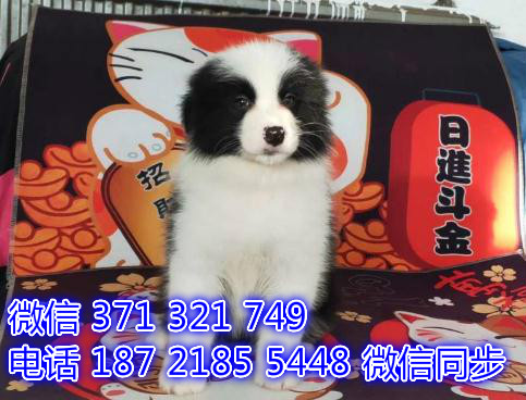 边境出售 宠物狗狗  宠物市场 狗狗图片 买卖狗狗祭