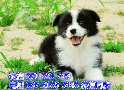 边境宠物买卖 宠物市场 宠物狗狗图片宠物网 悼