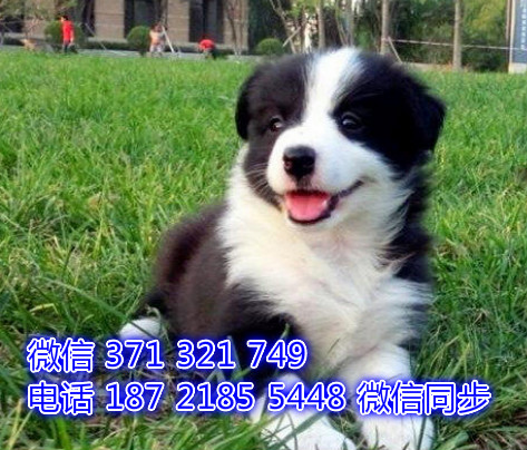 犬舍直销，哪里有宠物边境 ，精品小型中型大型犬