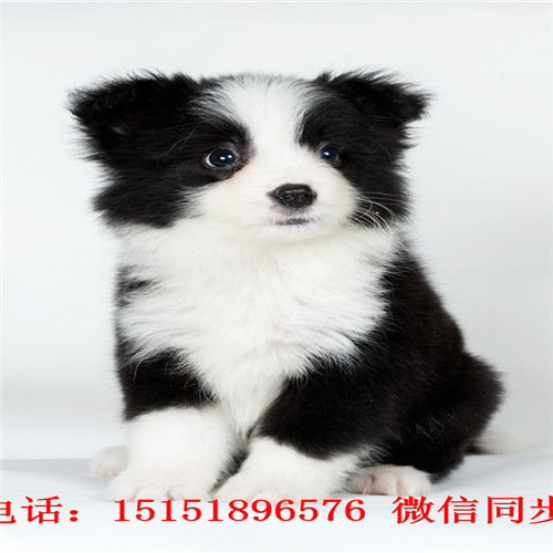 扬州咖啡色边牧 扬州哪里卖健康的边境牧羊犬 扬州边牧多少钱