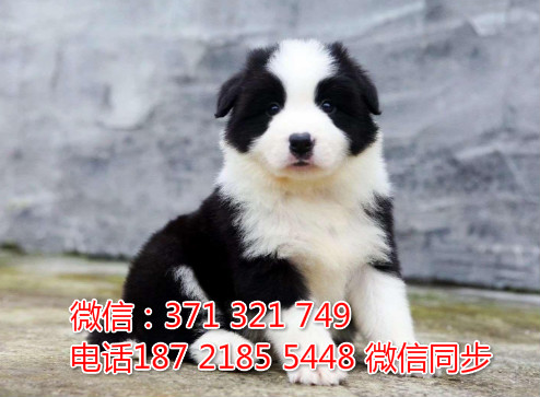 宠物市场 哪里有宠物边境牧羊犬，精品小型中型大型犬狗狗寿