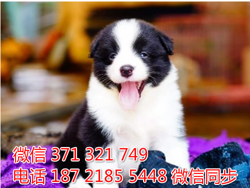 柯基纯种幼犬出售，犬舍直销柯基 犬舍狗场宠物狗蒙