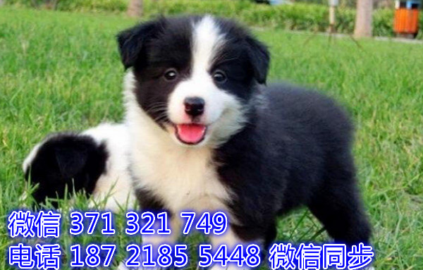 犬舍直销，哪里有宠物边境 ，精品小型中型大型犬狗狗荷