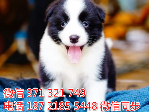 柯基纯种幼犬出售，犬舍直销柯基 犬舍狗场宠物