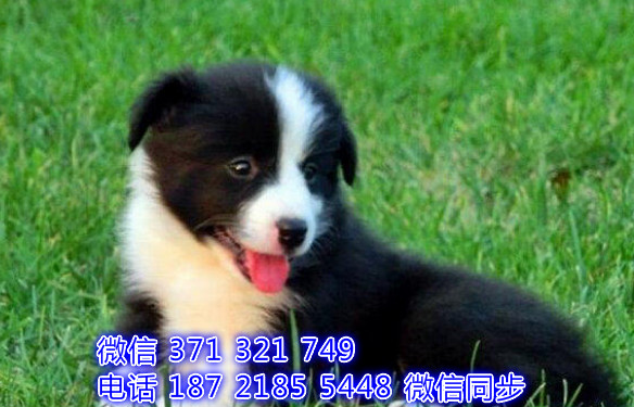 犬舍直销，哪里有宠物边境 ，精品小型中型大型犬狗狗鸵