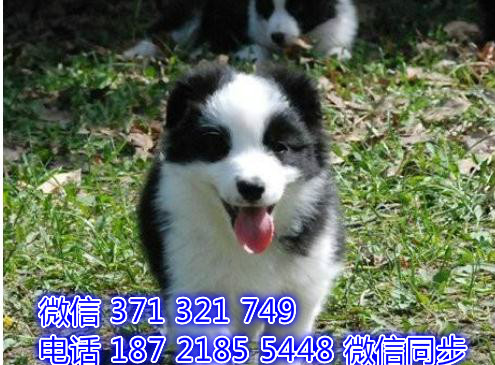 边境宠物买卖 宠物市场 宠物狗狗图片宠物网 诵