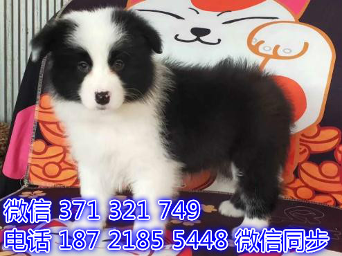 边境出售 宠物狗狗  宠物市场 狗狗图片 买卖