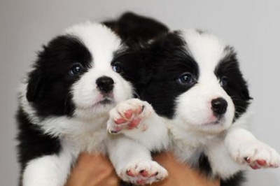 瑞丽买狗 瑞丽买边牧 云南狗场边牧幼犬出售