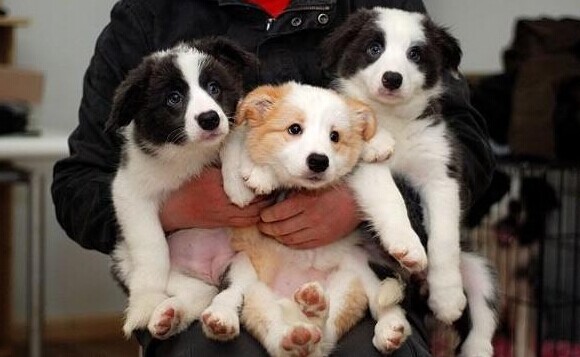 红河卖边牧红河狗场常年出售纯种边牧