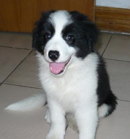 元阳县买狗 元阳县买边牧 云南狗场出售小边牧