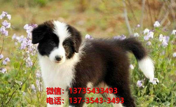 郑州犬舍出售纯种边境牧羊犬七白三通边牧幼犬卖狗买狗地方在哪