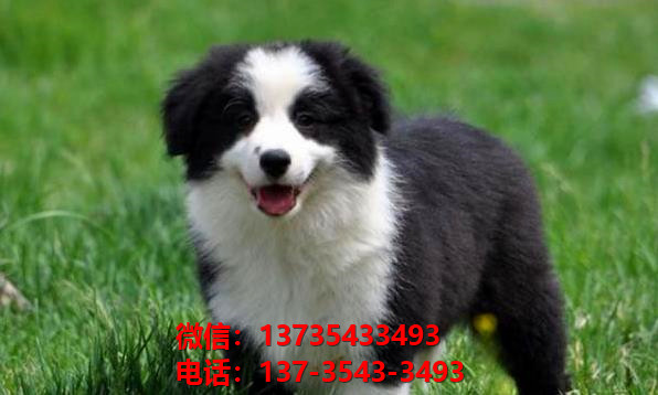 郑州犬舍出售纯种边境牧羊犬七白三通边牧幼犬卖狗买狗地方在哪