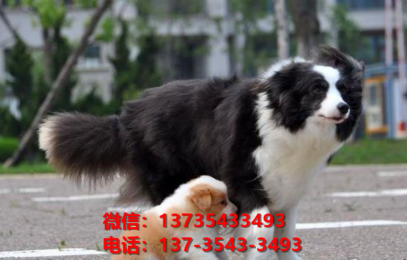 晋城宠物狗狗犬舍出售纯种边牧幼犬卖狗买狗地方狗市场在哪