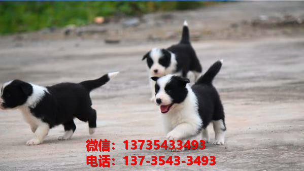 扬州宠物狗狗犬舍出售纯种边牧幼犬狗市场在哪里有卖狗买狗地方