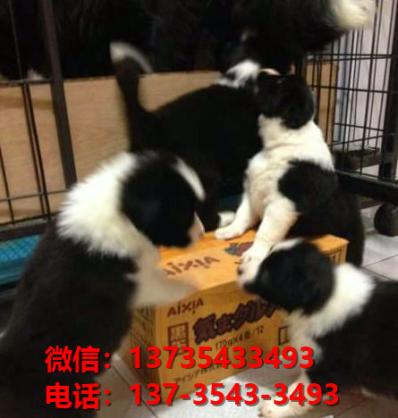 淮北宠物狗狗犬舍出售纯种边牧幼犬卖狗地方在哪里有狗市场买狗