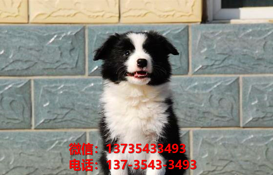 漳州宠物狗狗犬舍出售纯种边牧幼犬卖狗买狗地方在哪里有狗市场网站