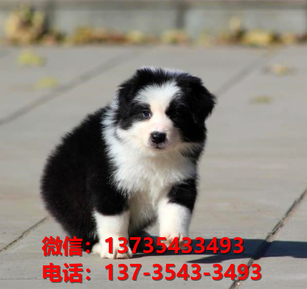 青岛宠物狗狗犬舍领养纯种边牧卖狗网站买狗网