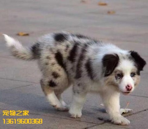 云南楚雄本地出售边境牧羊犬纯种陨石色边牧小