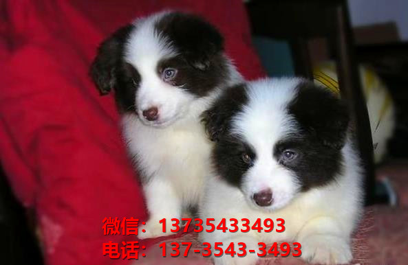 淮北宠物狗狗犬舍出售纯种边牧幼犬卖狗地方在哪里有狗市场买狗