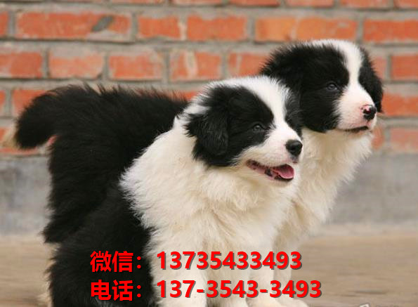 防城巷宠物狗犬舍出售纯种边牧犬网上买狗卖狗