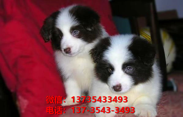 益阳宠物狗犬舍出售纯种边境牧羊犬网上买狗卖布狗网站在哪有狗市场