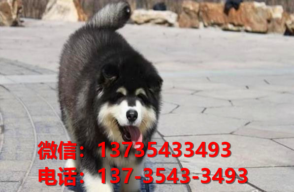 黄石宠物狗犬舍出售纯种边境牧羊犬买狗卖狗网