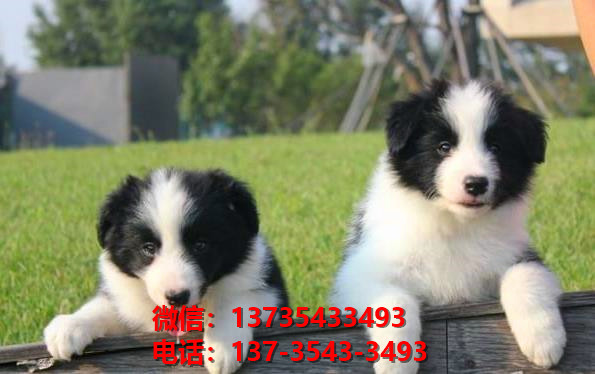 常德宠物狗犬舍出售纯种边境牧羊犬网上买狗卖