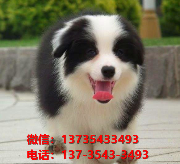 江门犬舍江门宠物狗出售边境牧羊犬网上卖狗买