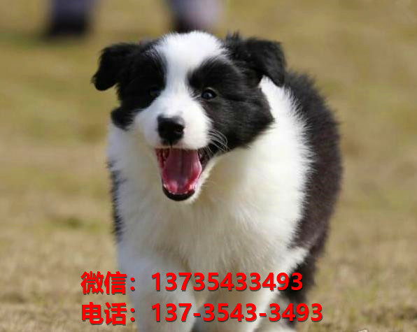 益阳宠物狗犬舍出售纯种边境牧羊犬网上买狗卖布狗网站在哪有狗市场