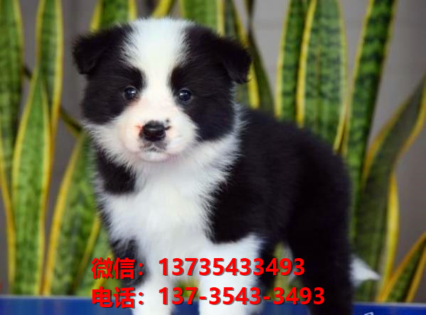 百色宠物狗犬舍出售纯种边牧幼犬网上卖狗买狗地方在哪有狗市场