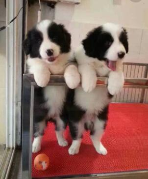 德宏梁河狗场边牧常年出售包纯种健康