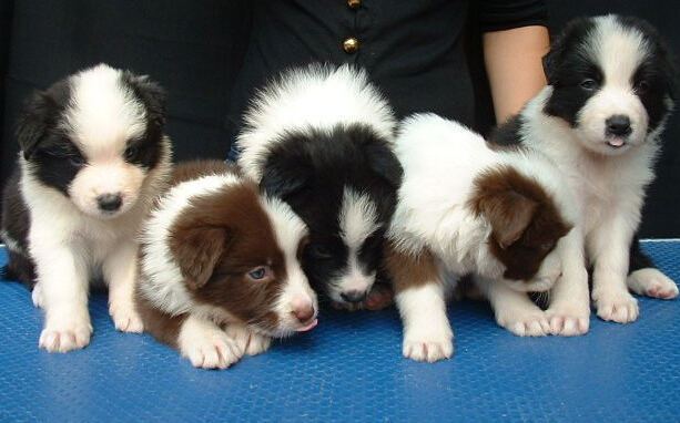 德宏梁河狗场边牧边境牧羊犬包纯种健康