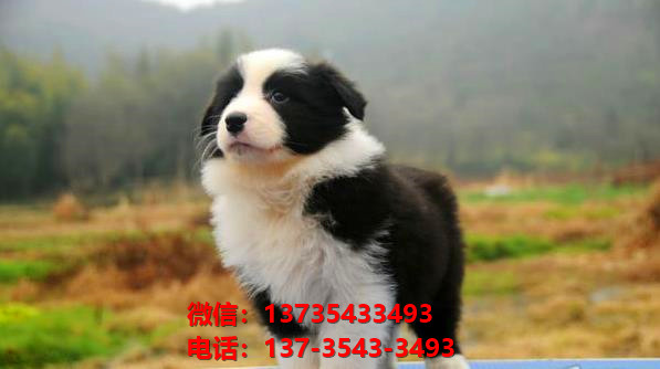 怀化犬舍宠物狗出售纯种边境牧羊犬网上卖狗买狗网站在哪有狗市