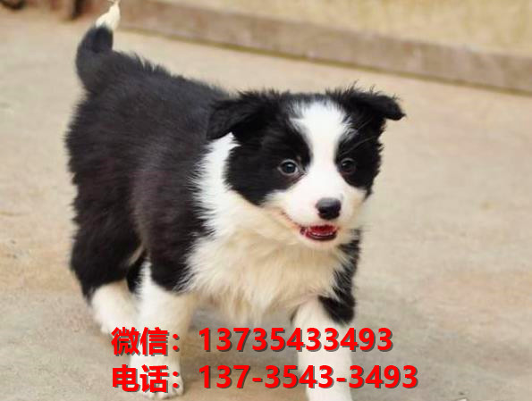 怀化犬舍宠物狗出售纯种边境牧羊犬网上卖狗买狗网站在哪有狗市