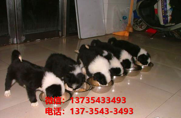 河池宠物狗犬舍出售纯种边牧幼犬卖狗买狗地方