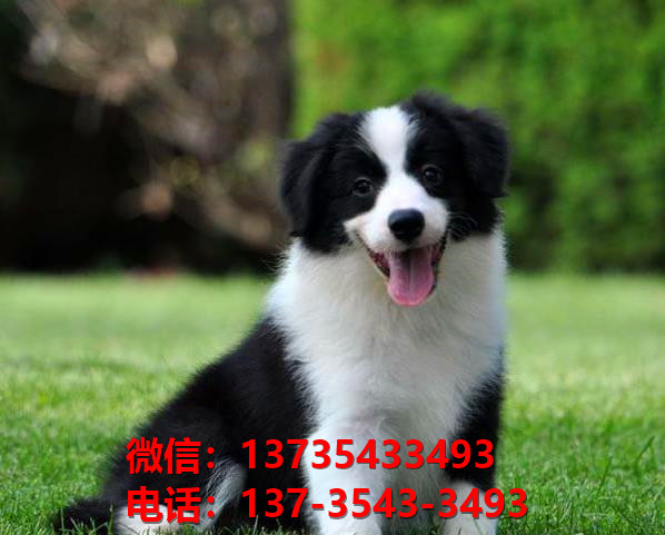 泸州宠物狗犬舍出售纯种边境牧羊犬幼犬网上买