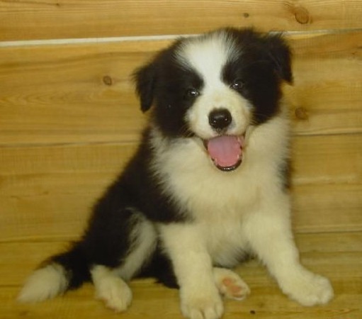 西双版纳买边牧 景洪买边牧 狗场小边牧出售