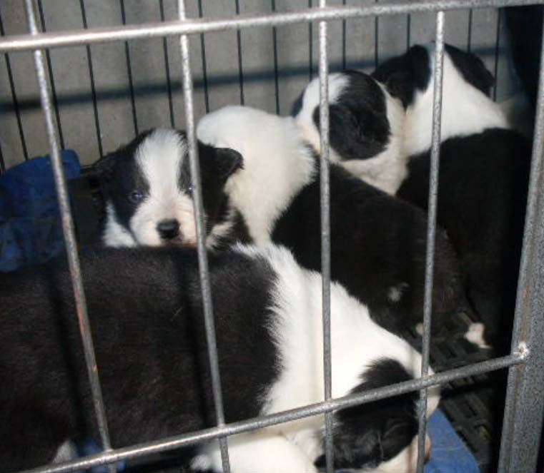 玉溪新平县买边牧请进 云南狗场小边牧出售