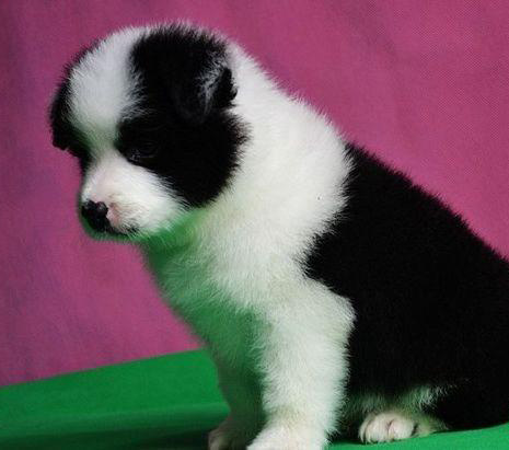 佛山哪里有卖边牧犬 佛山边牧犬一只多少钱 可送货