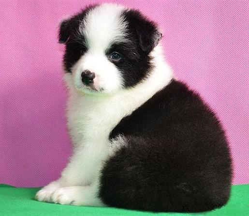 佛山哪里有卖边牧犬 佛山边牧犬一只多少钱 可送货