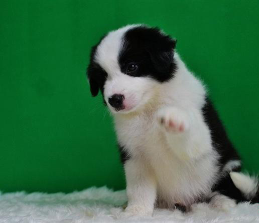 广州出售纯种健康边牧幼犬 疫苗齐全 多窝可选